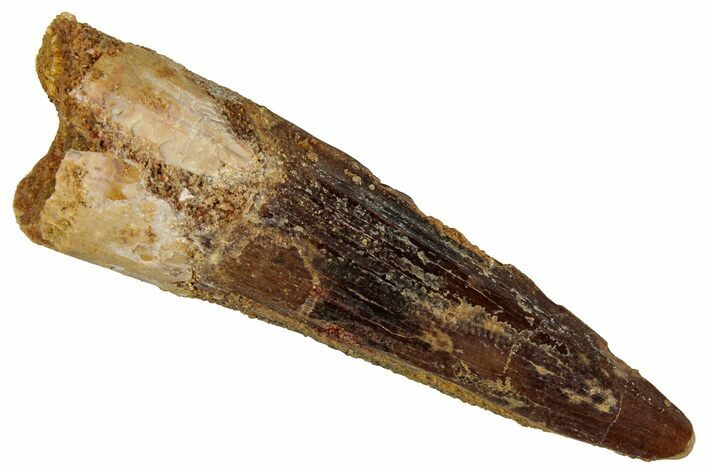 Fossil Spinosaurus Tooth - Real Dinosaur Tooth #354796